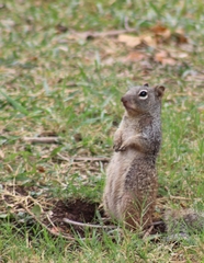 Otospermophilus variegatus