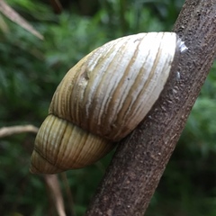 Plectostylus araucanus