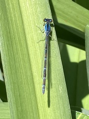 Enallagma exsulans