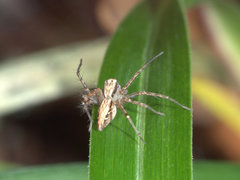 Oxyopes elegans