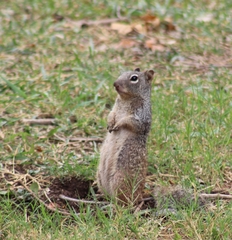 Otospermophilus variegatus