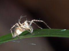Oxyopes elegans
