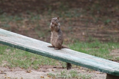 Otospermophilus variegatus