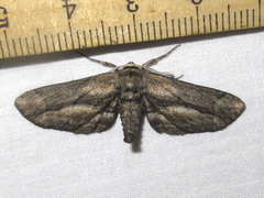 Holochroa dissociarius