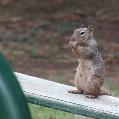 Otospermophilus variegatus