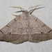 Pale-veined Isturgia - Photo (c) Chuck Sexton, some rights reserved (CC BY-NC), uploaded by Chuck Sexton