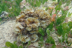 Halophila ovalis