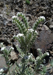 Oreocarya interrupta