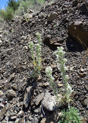 Oreocarya interrupta