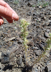 Oreocarya interrupta