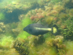 Meuschenia flavolineata