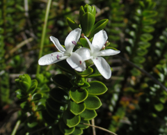 Veronica pauciramosa
