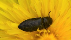 Prosternon tessellatum