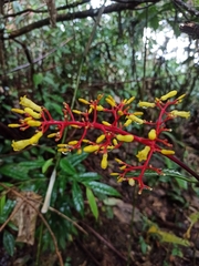 Palicourea padifolia