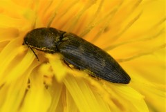 Prosternon tessellatum