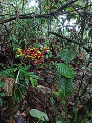 Palicourea padifolia