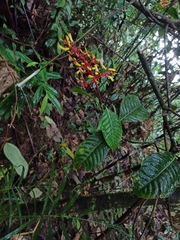 Palicourea padifolia