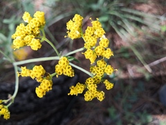 Alloispermum scabrum