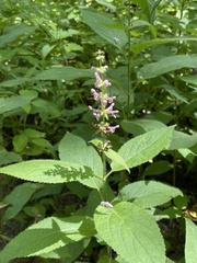 Stachys nuttallii