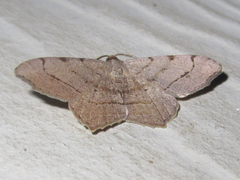 Macaria aequiferaria