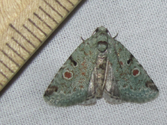 Maliattha concinnimacula