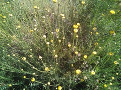 Santolina rosmarinifolia