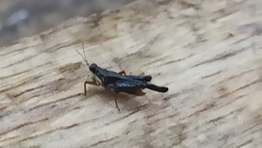 Batrachidea