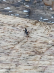 Batrachidea