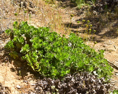 Haplopappus macrocephalus