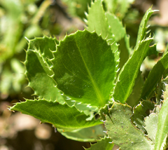 Haplopappus macrocephalus
