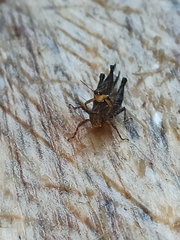 Batrachidea