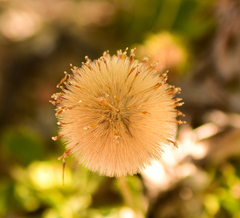 Haplopappus macrocephalus