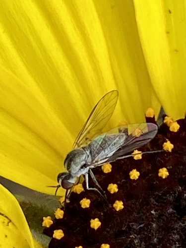 iNaturalist observation photo of Geron