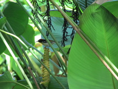 Myzomela jugularis