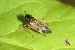 Evacanthus acuminatus