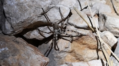 Eusparassus