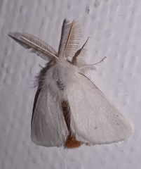 Euproctis chrysorrhoea