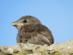 Passer domesticus tingitanus