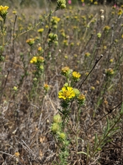 Holocarpha macradenia