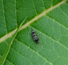 Glipa oculata