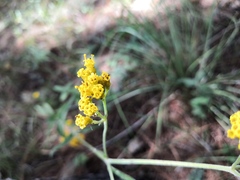 Alloispermum scabrum
