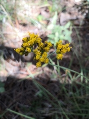 Alloispermum scabrum