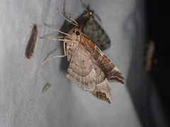 Eulithis molliculata