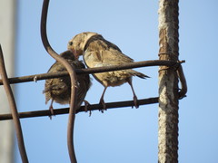 Passer domesticus tingitanus