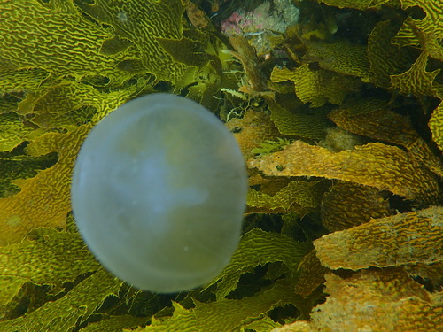 photo of Moon Jellies (Aurelia)