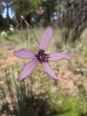 Cosmos carvifolius