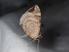 Eulithis molliculata