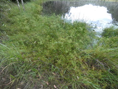 Cyperus haspan juncoides