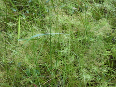Cyperus haspan juncoides