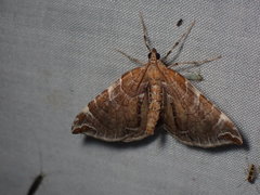 Eulithis molliculata